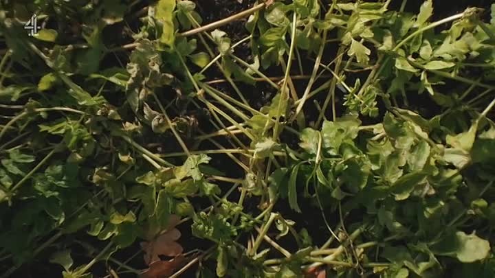 Jamie Cooks Christmas S01E01