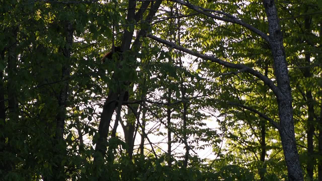 I t E F S01E05 Boreal