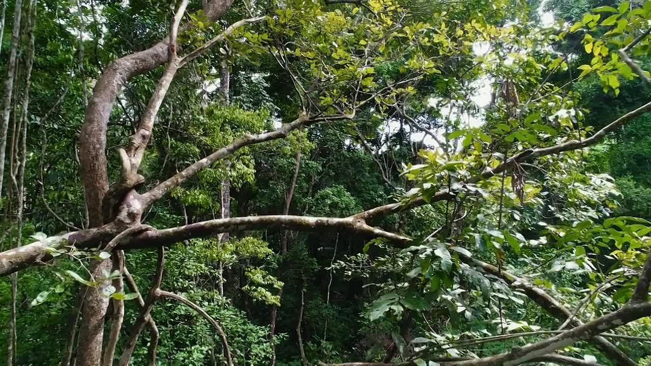 I t E F S01E01 Tropical