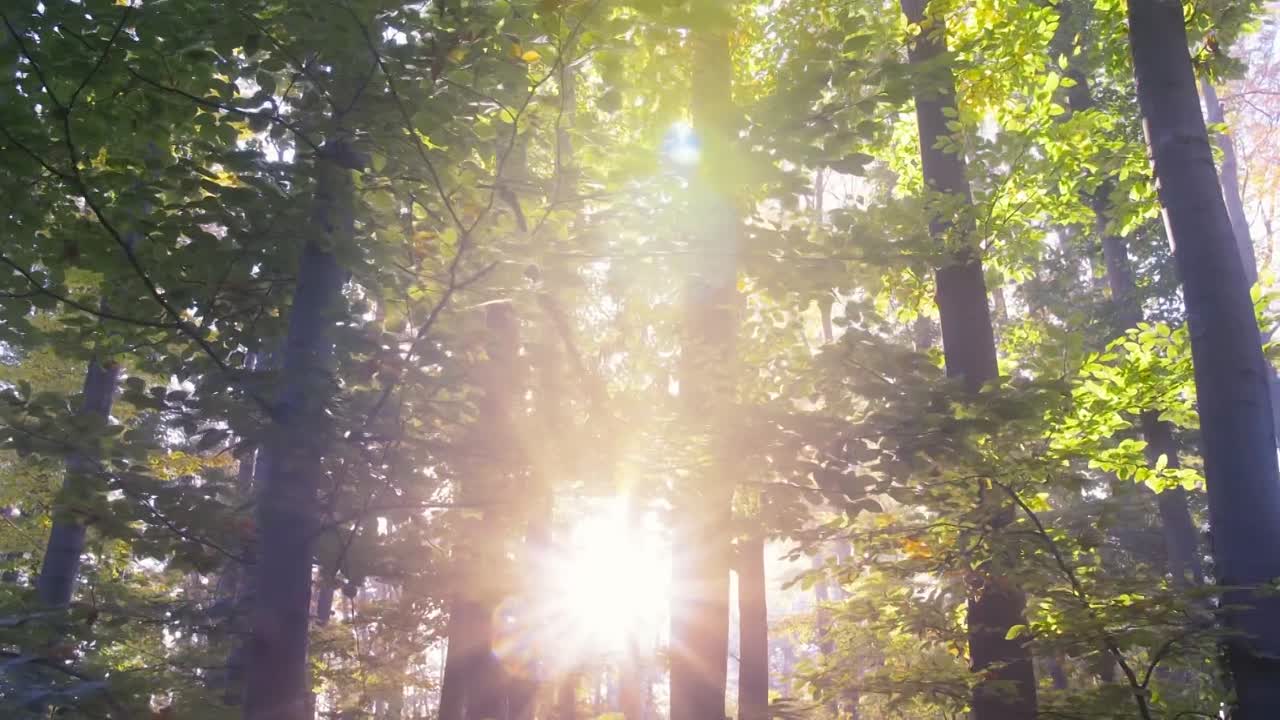 Dame Maggie Smith A Celebration 2024