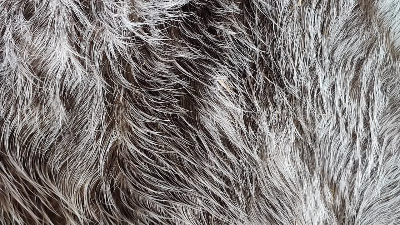 13 Schimmel Fakten (1080p_30fps_H264-128kbit_AAC)