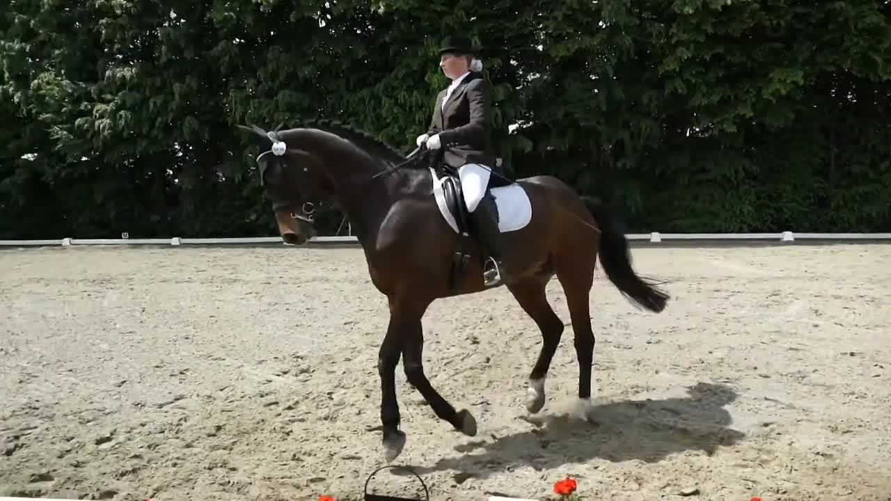 Angaloppieren (1080p_30fps_H264-128kbit_AAC)