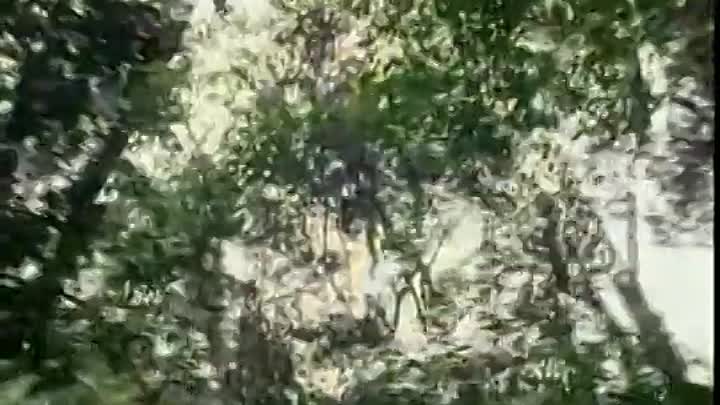 The Burning Season -The Chico Mendes Story