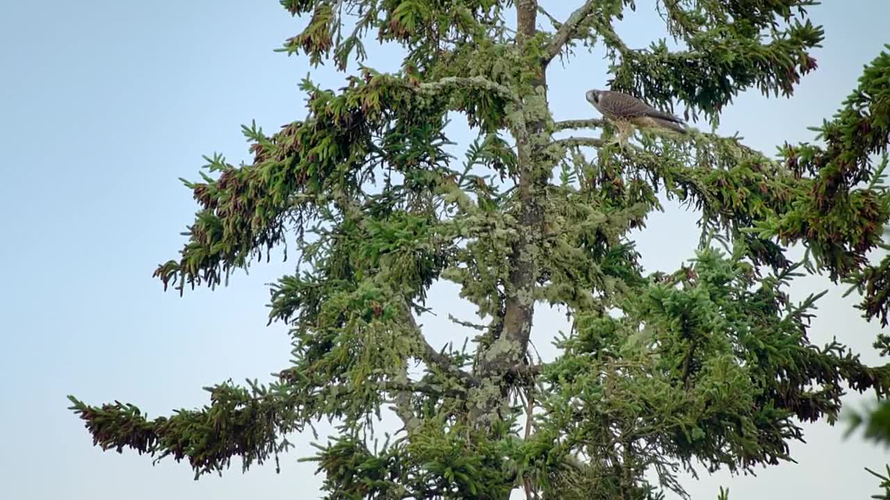 Airborne S01E01 Catching Air