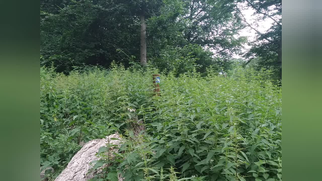 Geländereiten Teil 3 Wo darf ich im Gelände reiten¿ (1080p_30fps_H264-128kbit_AAC)