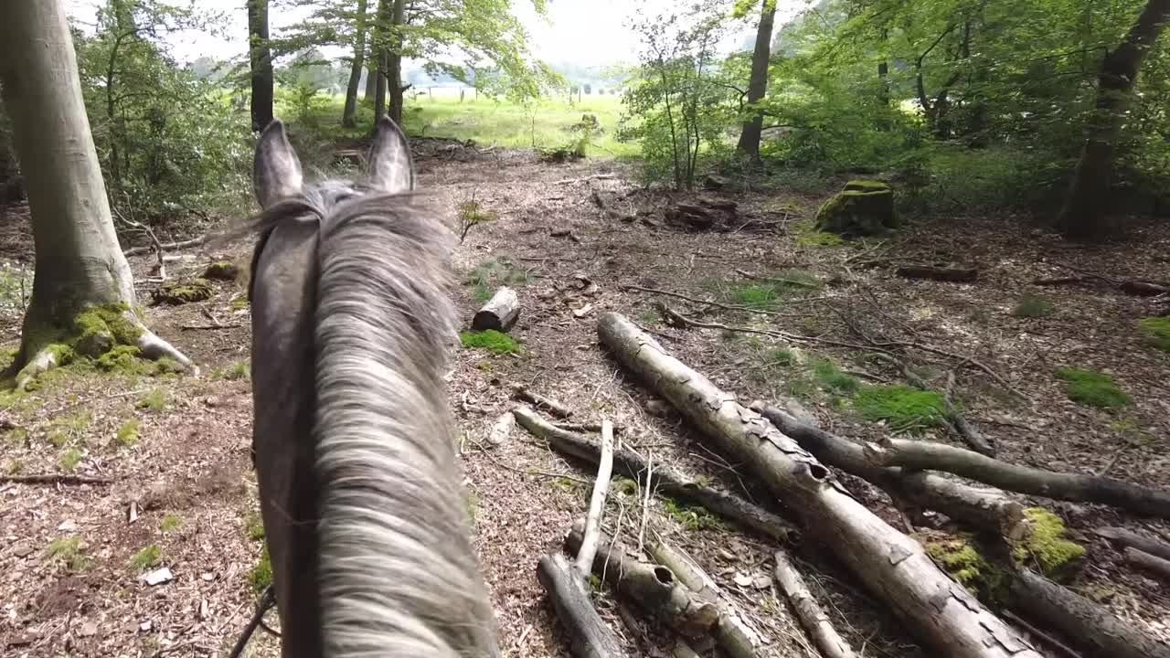 Geländereiten Teil 6 Der Ausritt (1080p_30fps_H264-128kbit_AAC)