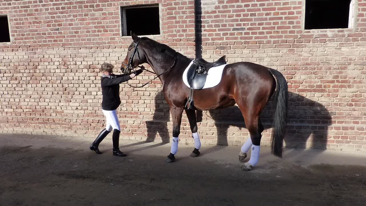 Grundgehorsam Individualabstand (1080p_30fps_H264-128kbit_AAC)