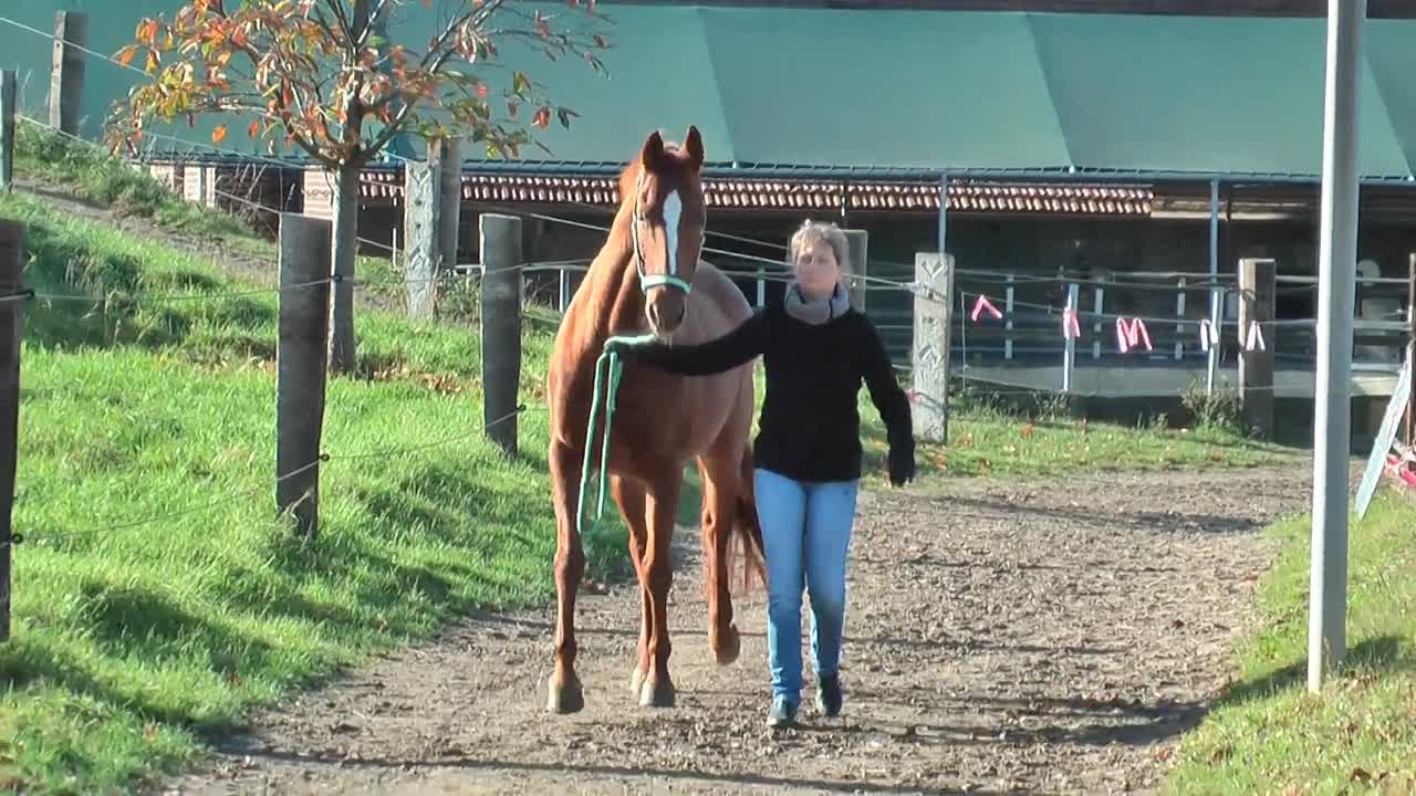 Grundgehorsam Grundlagen (1080p_30fps_H264-128kbit_AAC)