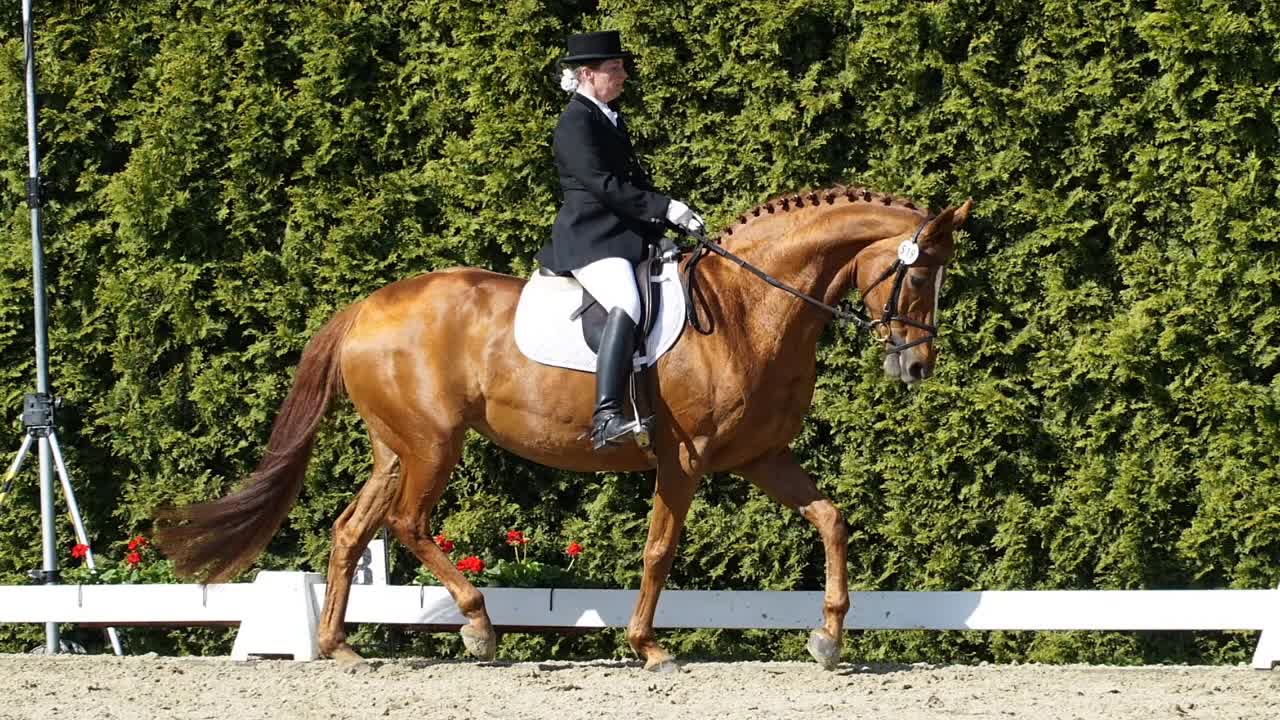 Hoher Zügel zäumt, tiefer Zügel bäumt¿! (1080p_30fps_H264-128kbit_AAC)