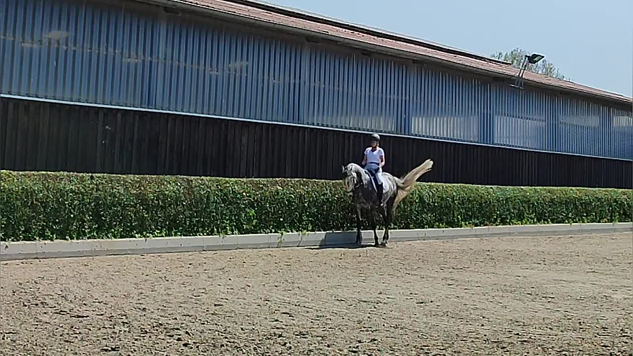 Mein Pferd hebt sich beim Anreiten heraus!¿ (720p_30fps_H264-128kbit_AAC)