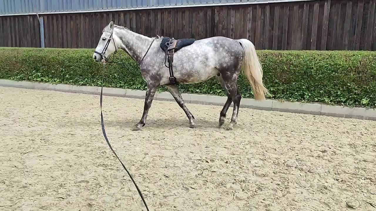 Oberlinie⁄ Anlehnung am Beispiel Longieren (1080p_30fps_H264-128kbit_AAC)