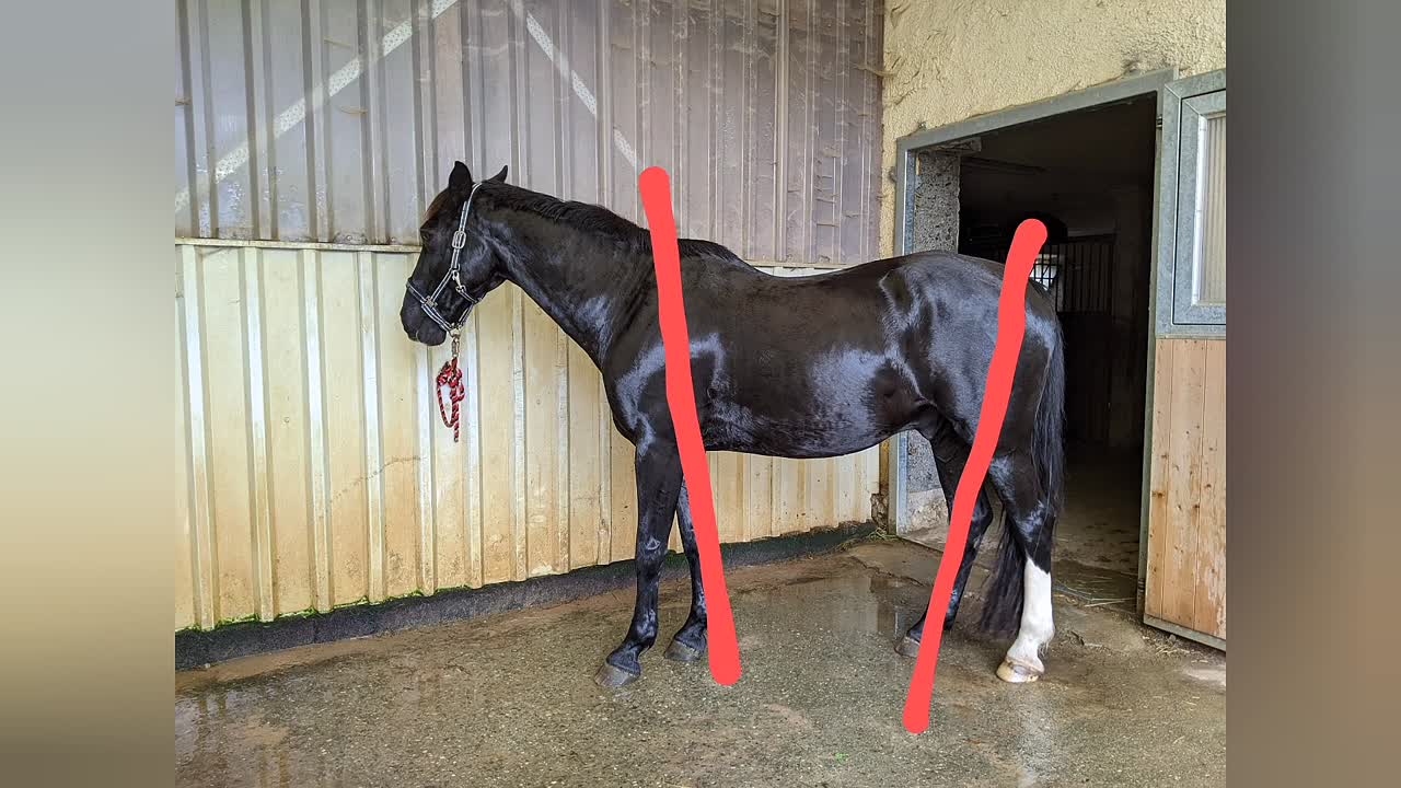 Pferdebeurteilung Pferdebegutachtung II (1080p_30fps_H264-128kbit_AAC)