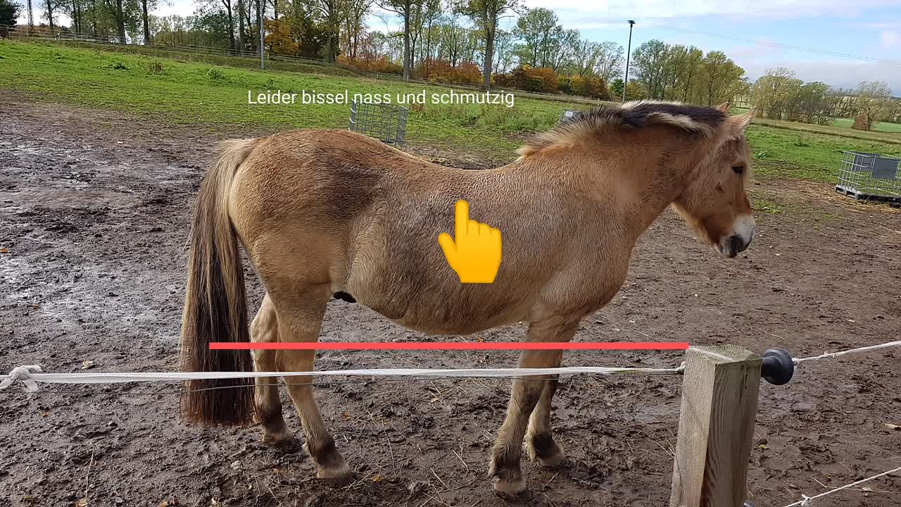 Pferdebeurteilung Pferdebegutachtung III (1080p_30fps_H264-128kbit_AAC)