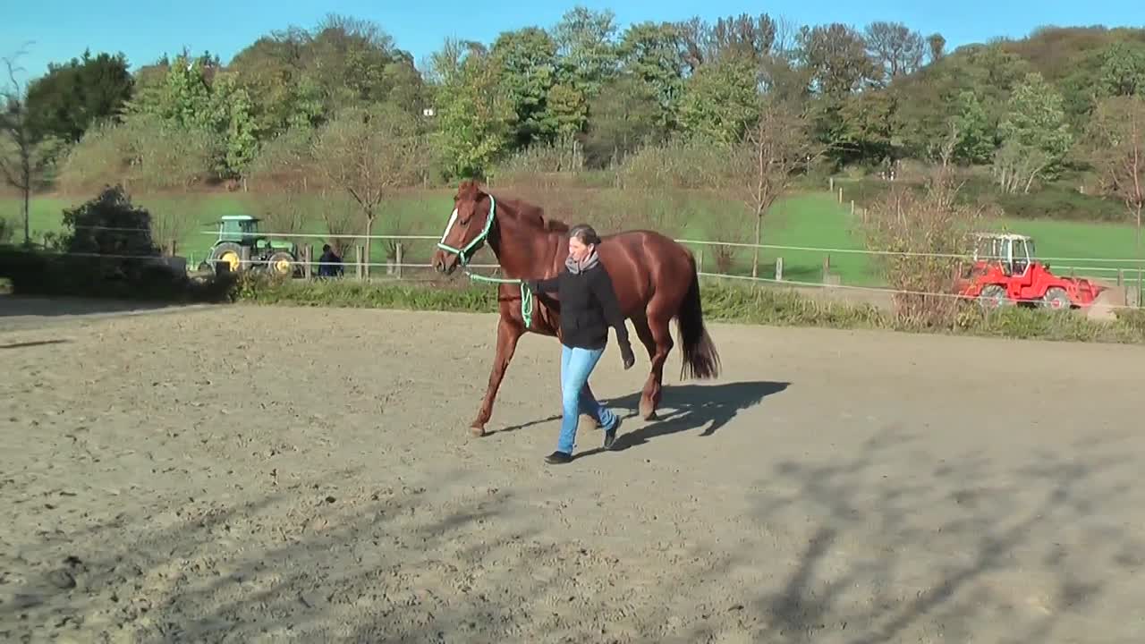 Pferdeführerschein Umgang Teil 1 Pferdeverhalten (1080p_30fps_H264-128kbit_AAC)