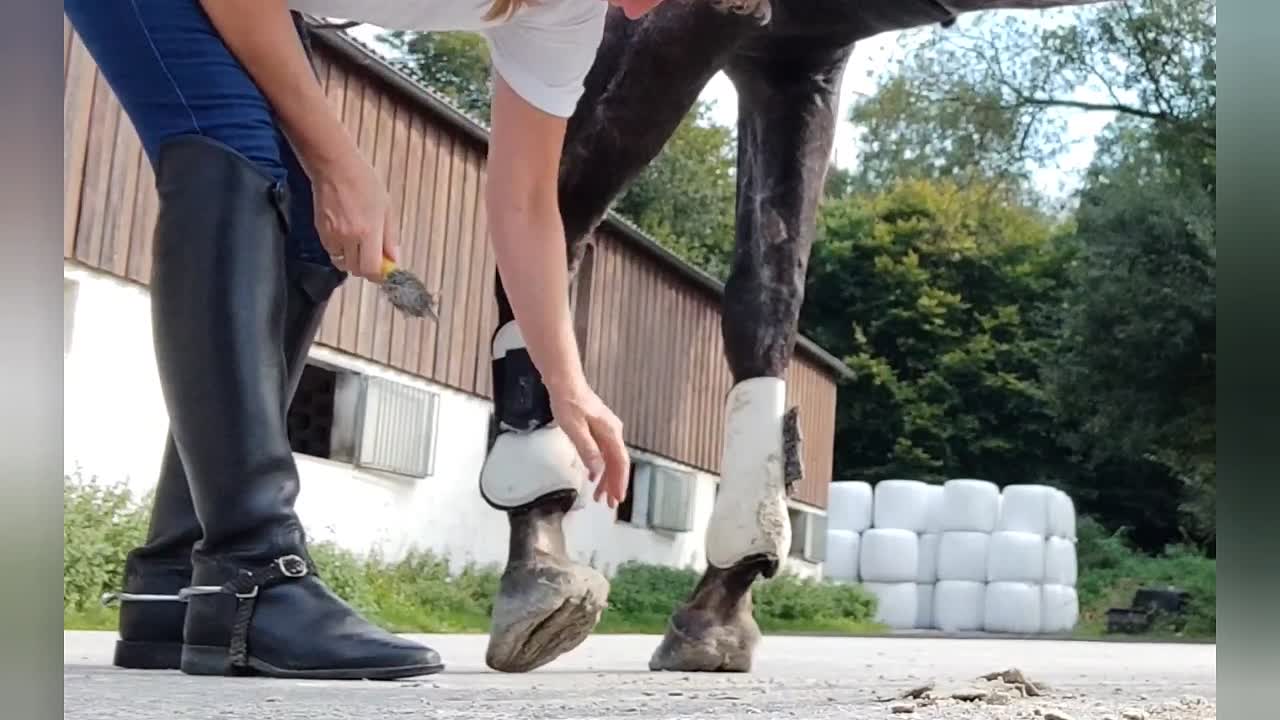 Pferdeführerschein Umgang Teil 2 Pferdepflege (1080p_30fps_H264-128kbit_AAC)