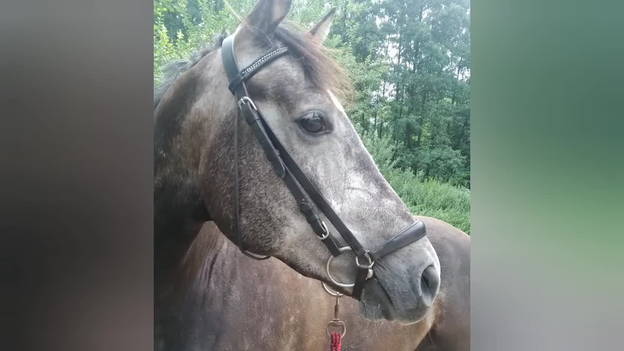 ⁣Pferdeführerschein Umgang Teil 3 Alles rund um Sattel & Trense (1080p_30fps_H264-128kbit_AAC)