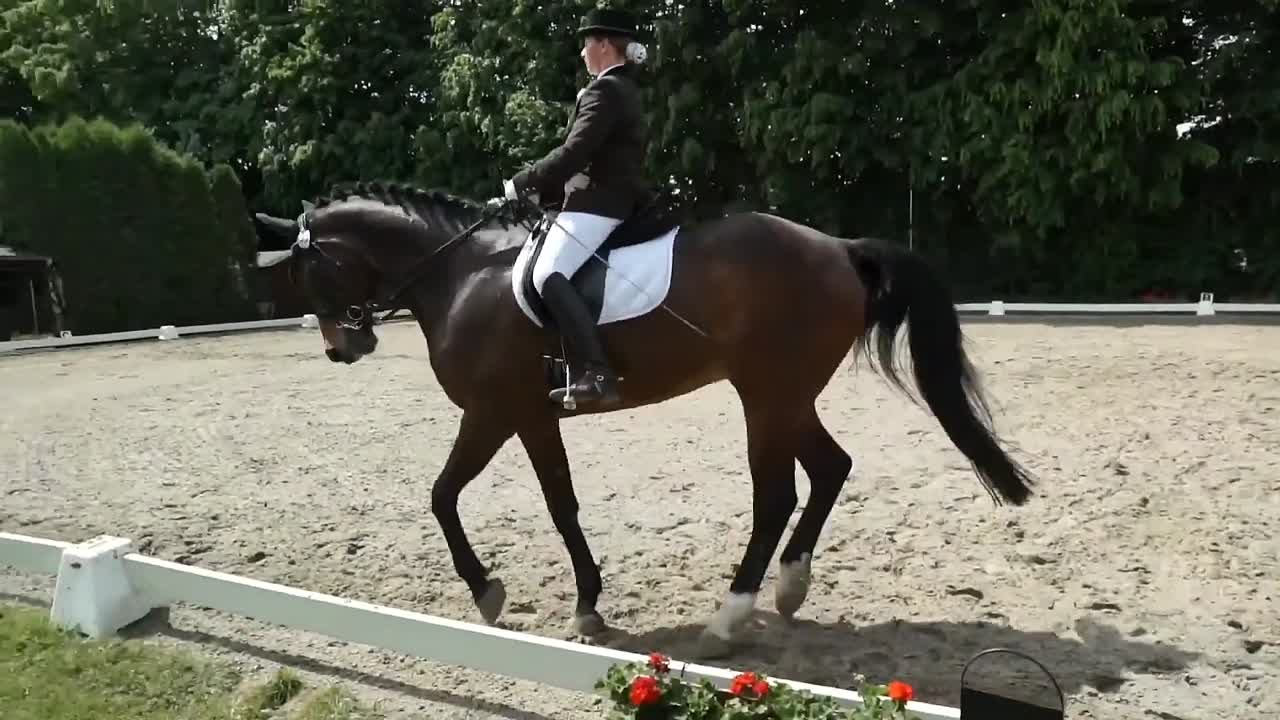 Reitabzeichen 5 Theorieinhalte (1080p_30fps_H264-128kbit_AAC)