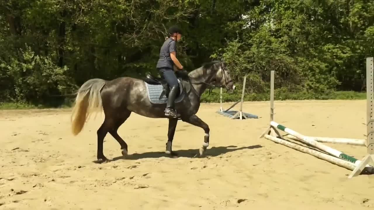 Reitabzeichen 5-4 Springen (1080p_30fps_H264-128kbit_AAC)