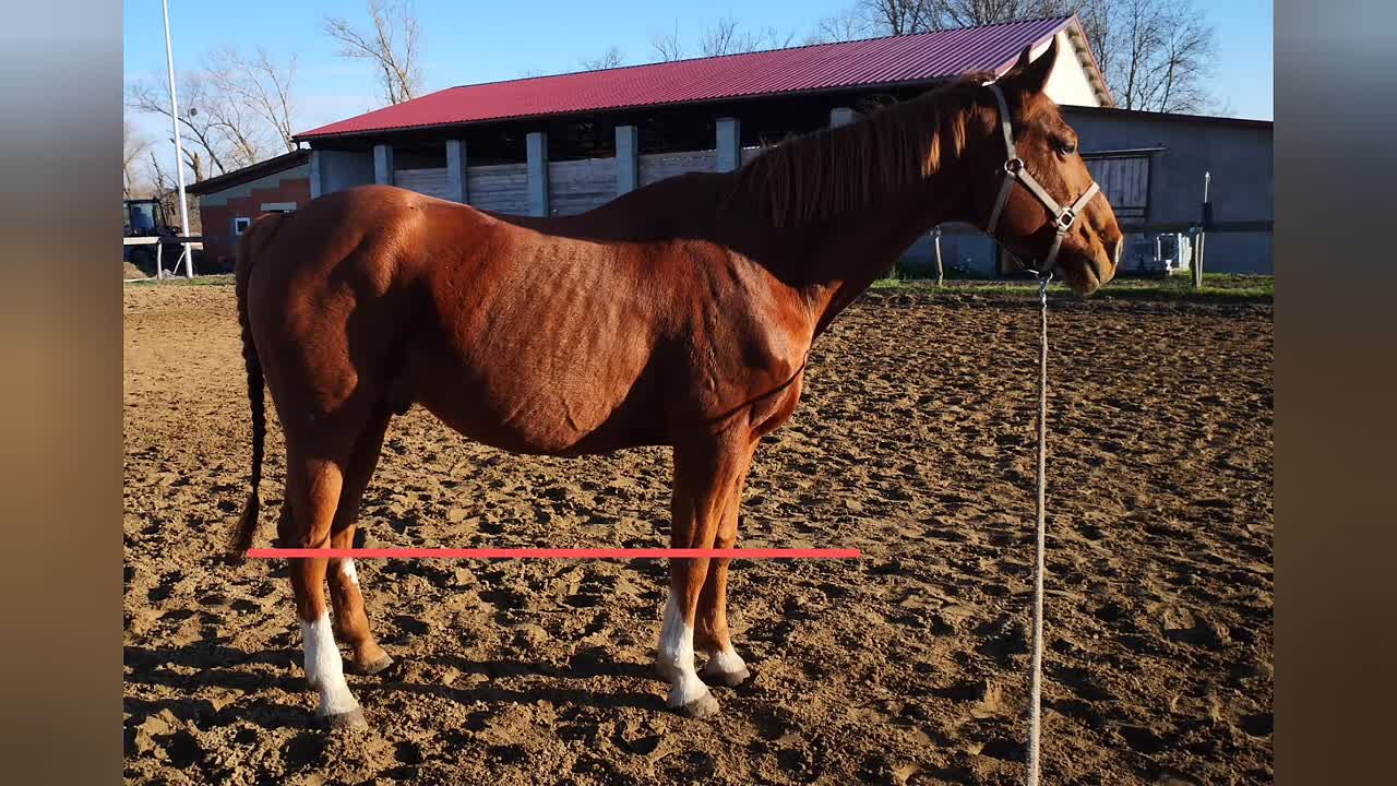 Pferdebeurteilung Pferdebegutachtung V (1080p_30fps_H264-128kbit_AAC)