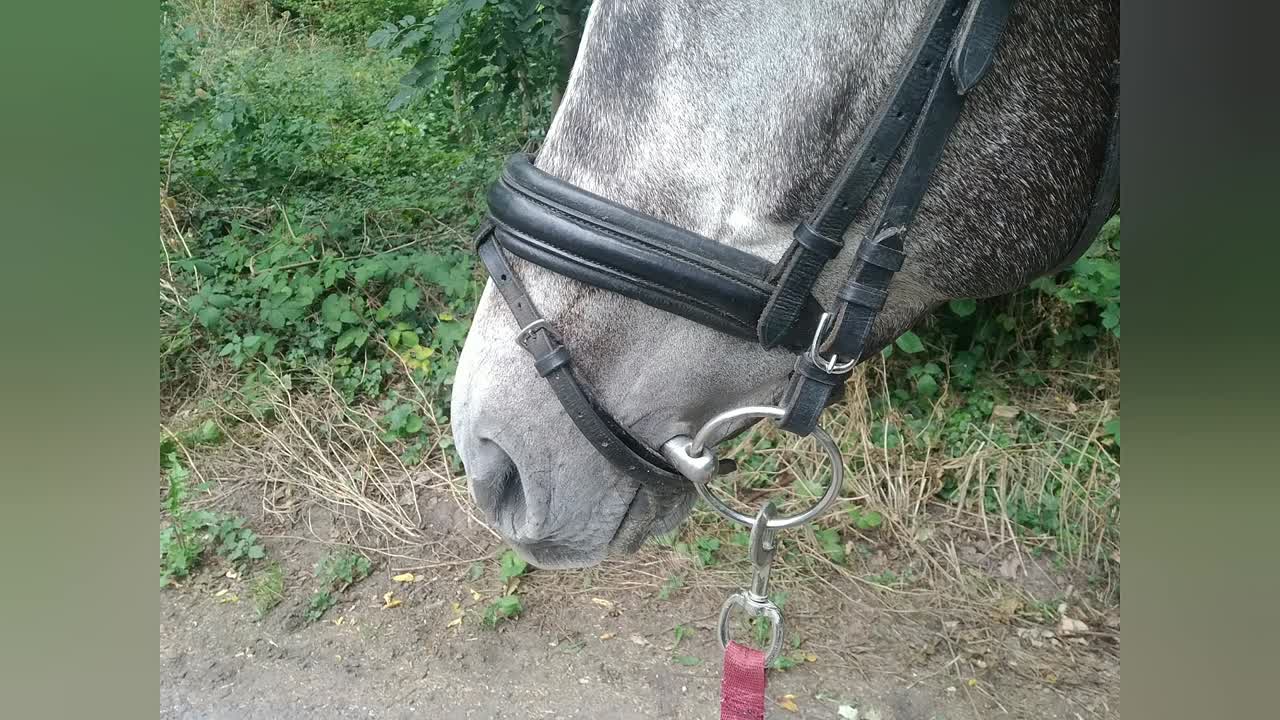 Trense - Reithalfter (1080p_30fps_H264-128kbit_AAC)