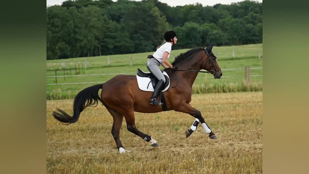 Turnierreiten Dressurprotokoll (1080p_30fps_H264-128kbit_AAC)