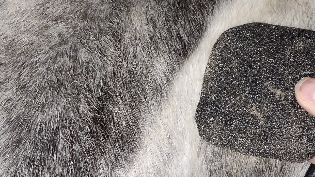 Was ist Schimmelstein¿ (1080p_30fps_H264-128kbit_AAC)