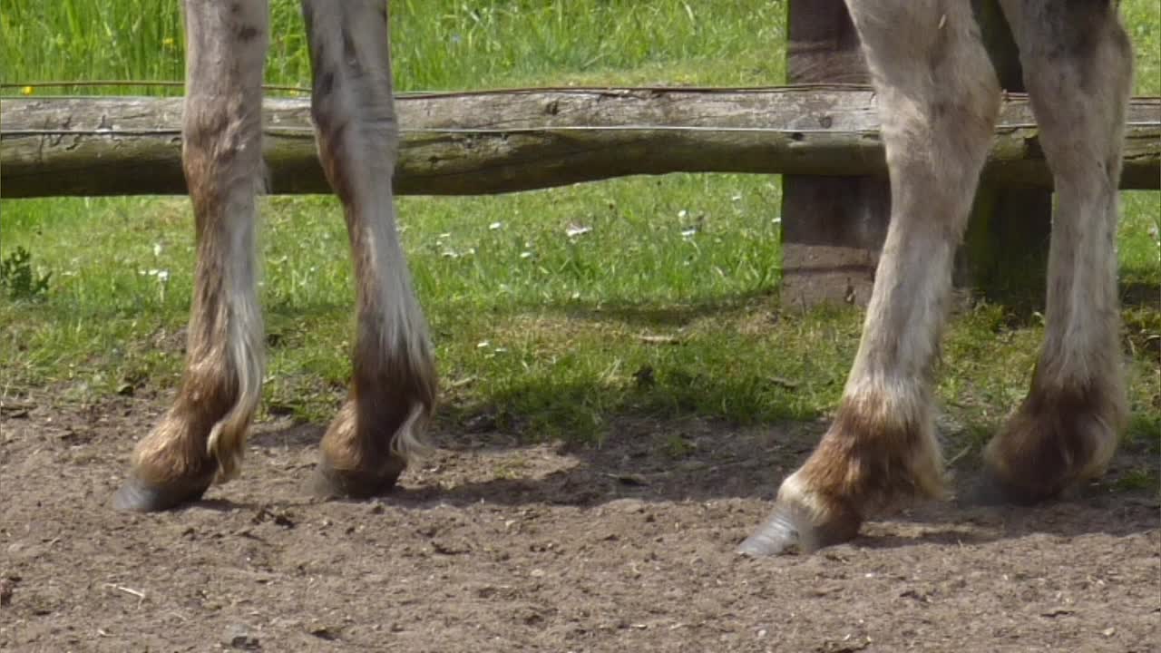 Was ist Trachtenzwang¿ (1080p_30fps_H264-128kbit_AAC)