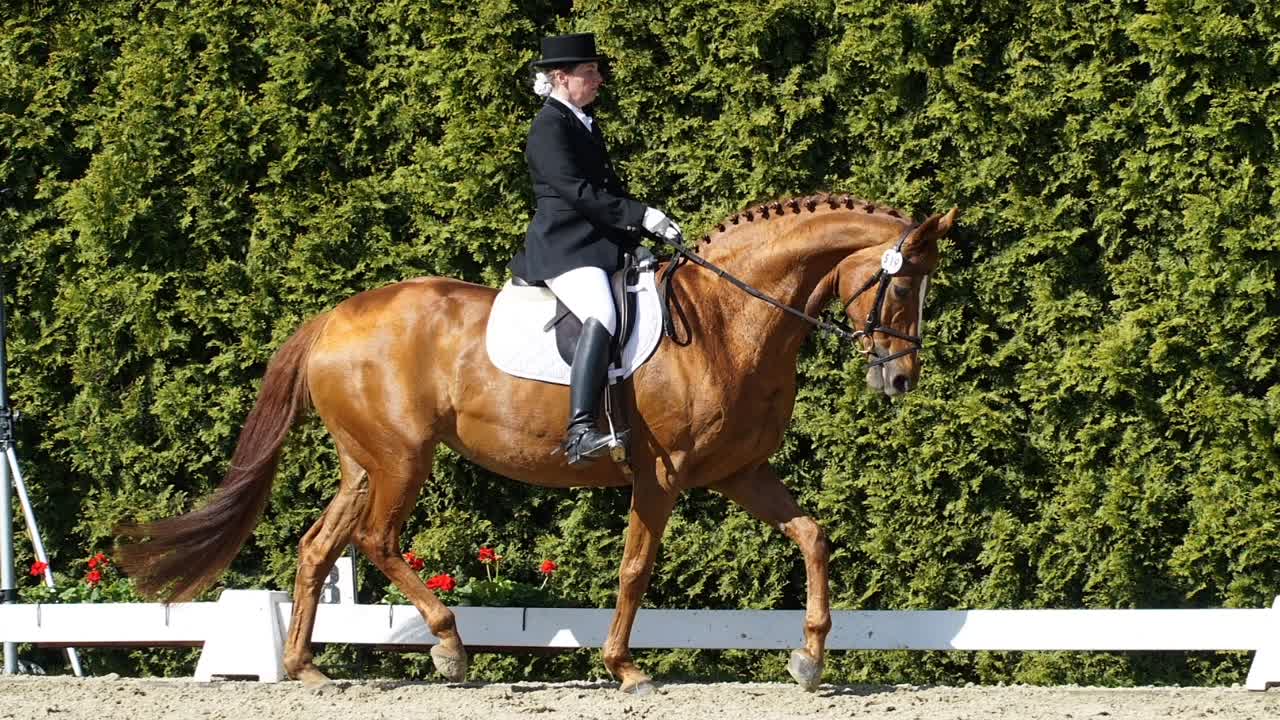 Was ist Vor-, Mittel- und Hinterhand¿ (1080p_30fps_H264-128kbit_AAC)