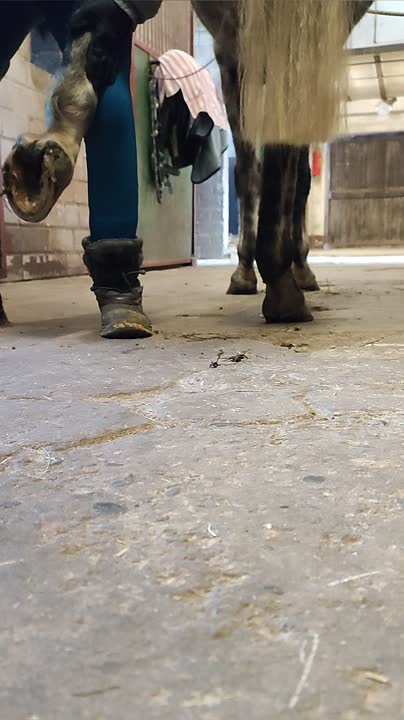 ⁣Wie geht Hufe auskratzen¿ (1920p_30fps_H264-128kbit_AAC)