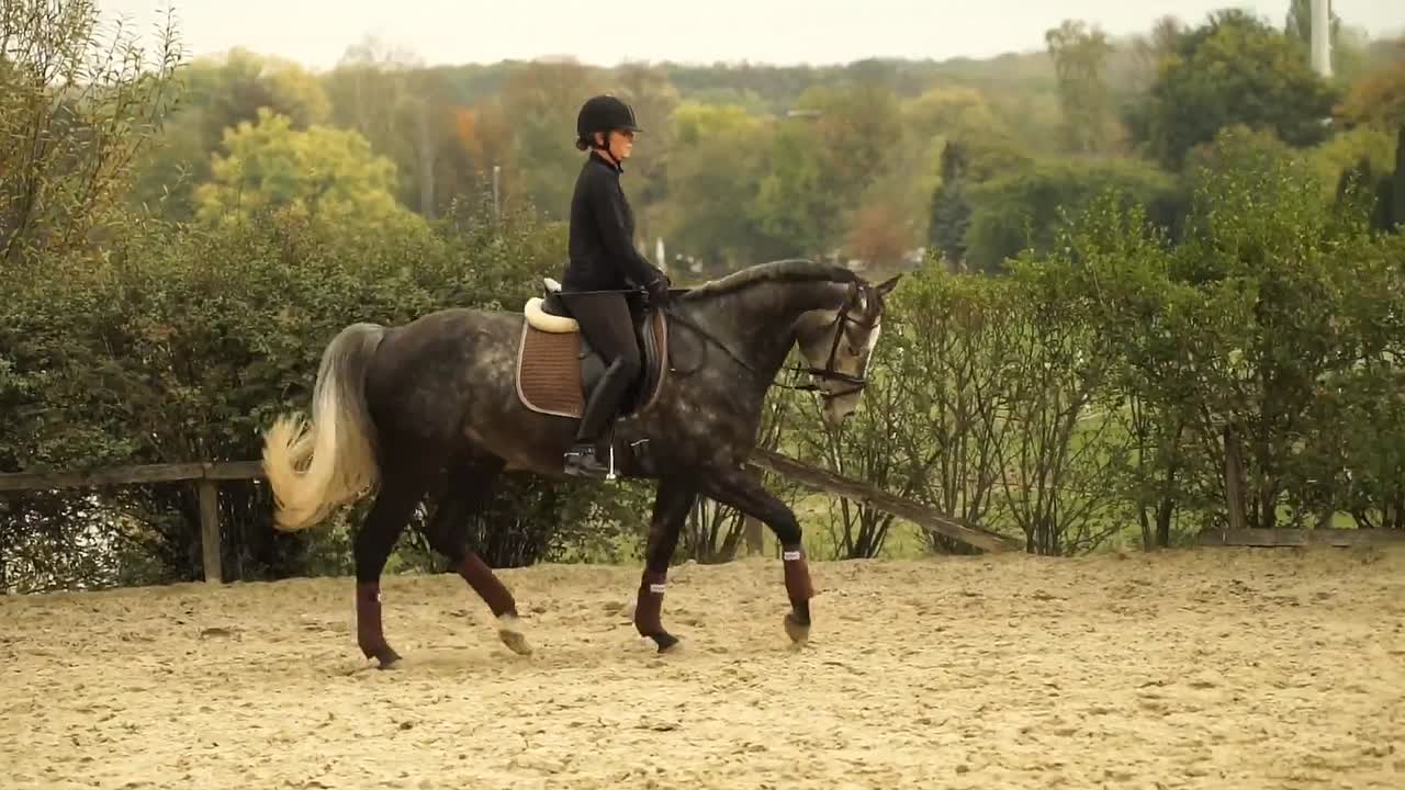 Warum schlägt das Pferd mit dem Kopf¿ (1080p_30fps_H264-128kbit_AAC)