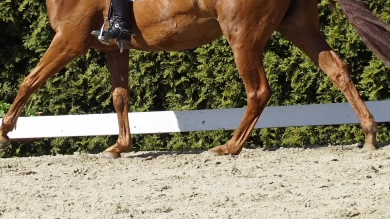 Was ist ein Kastanie¿ (1080p_30fps_H264-128kbit_AAC)