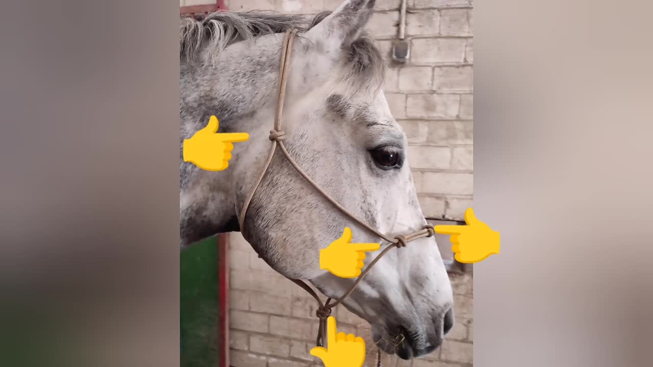 Was ist ein Knotenhalfter¿ (1080p_30fps_H264-128kbit_AAC)