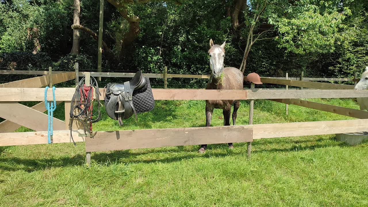 Was ist ein Paddock¿ (1080p_30fps_H264-128kbit_AAC)