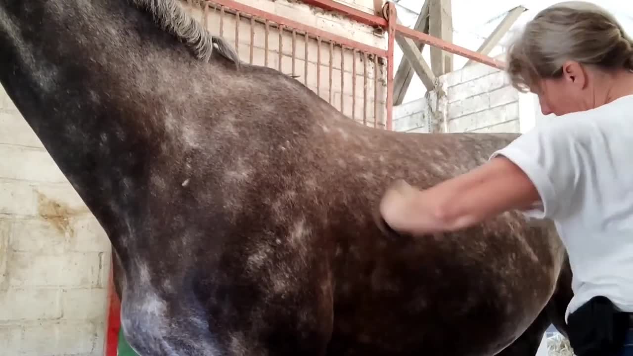 Was ist ein Striegel¿ (1080p_30fps_H264-128kbit_AAC)