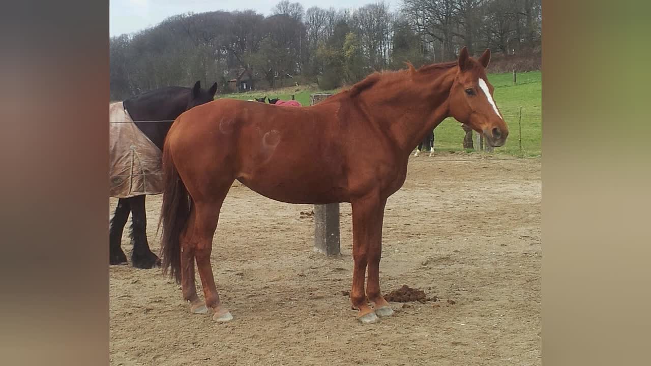 Was ist ein Widerrist¿ (1080p_30fps_H264-128kbit_AAC)