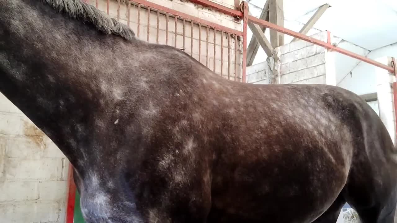 Was ist eine Kardätsche¿ (1080p_30fps_H264-128kbit_AAC)