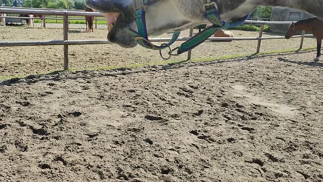 Was ist Flehmen¿ (1080p_30fps_H264-128kbit_AAC)