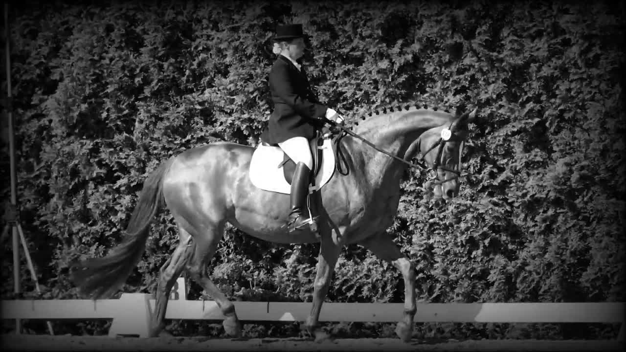 Was ist Hippologie¿ (1080p_30fps_H264-128kbit_AAC)