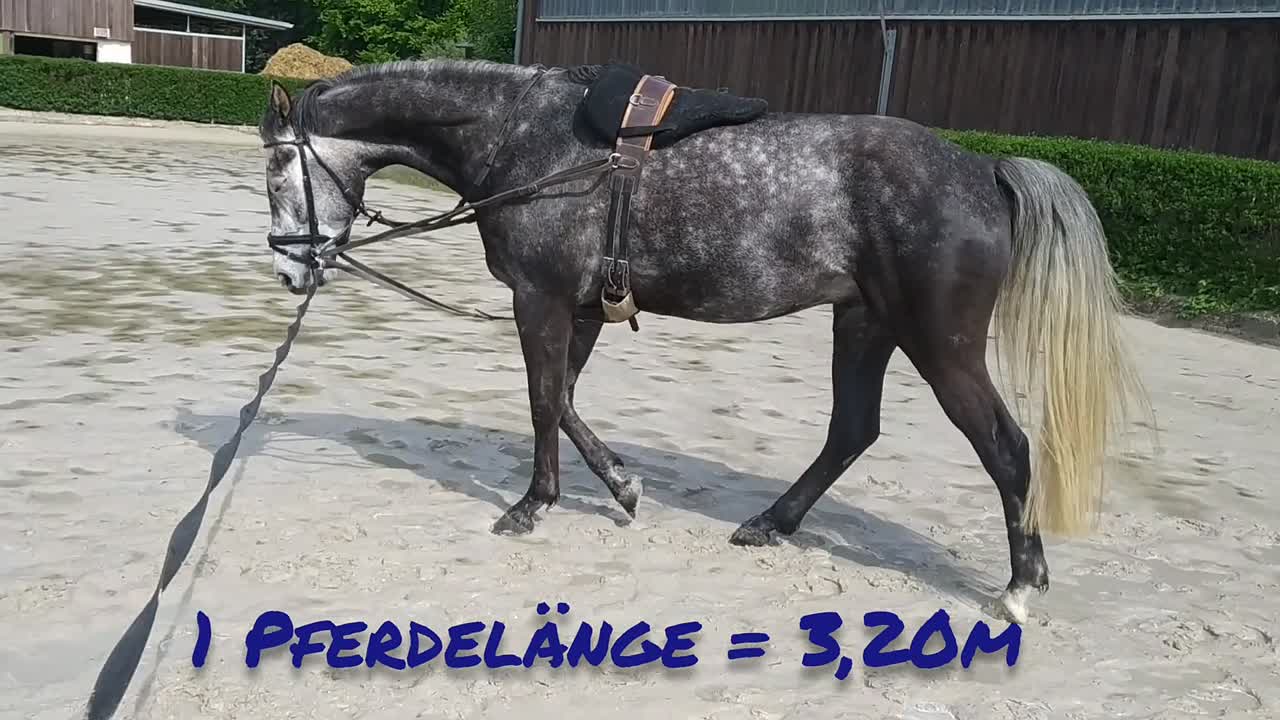 Wieviel ist eine Pferdelänge¿ (1080p_30fps_H264-128kbit_AAC)