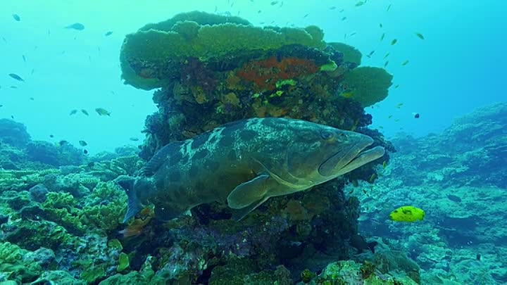 ⁣Africas Claws And Jaws S01E03