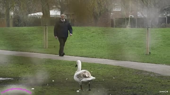 Green-eyed Killers Mini-marathon