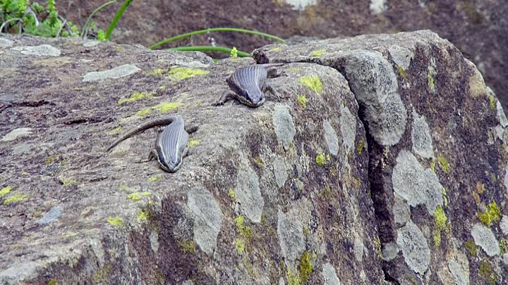 ⁣Africas Claws And Jaws S01E04