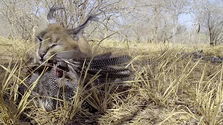 ⁣Africas Claws And Jaws S01E01