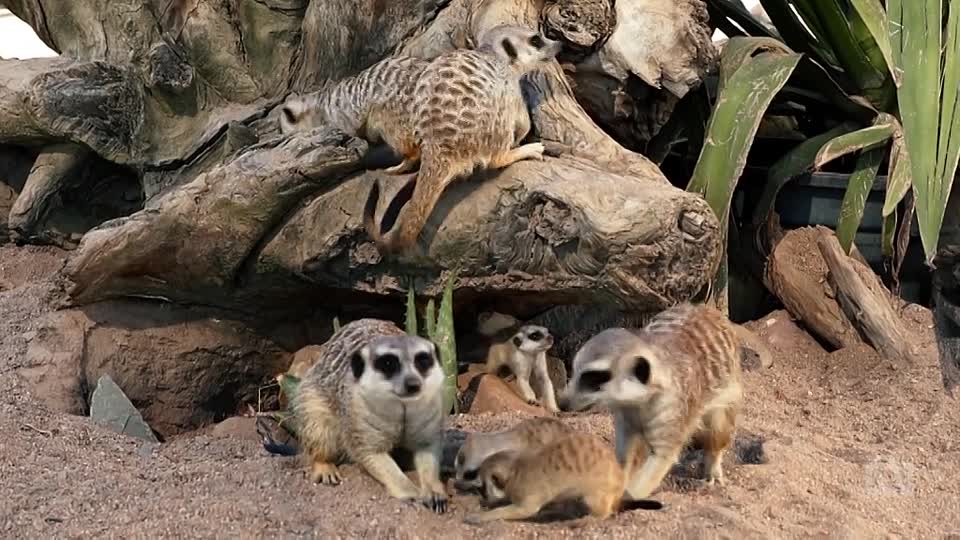 ⁣The Role of a Lifetime S01E03