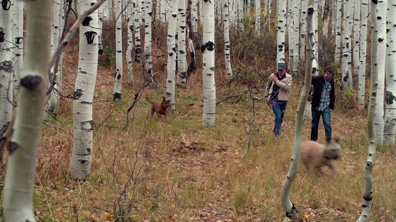 ⁣Darling Companion 2012 BLURAY 1080p BluRay x264 AAC5 1-