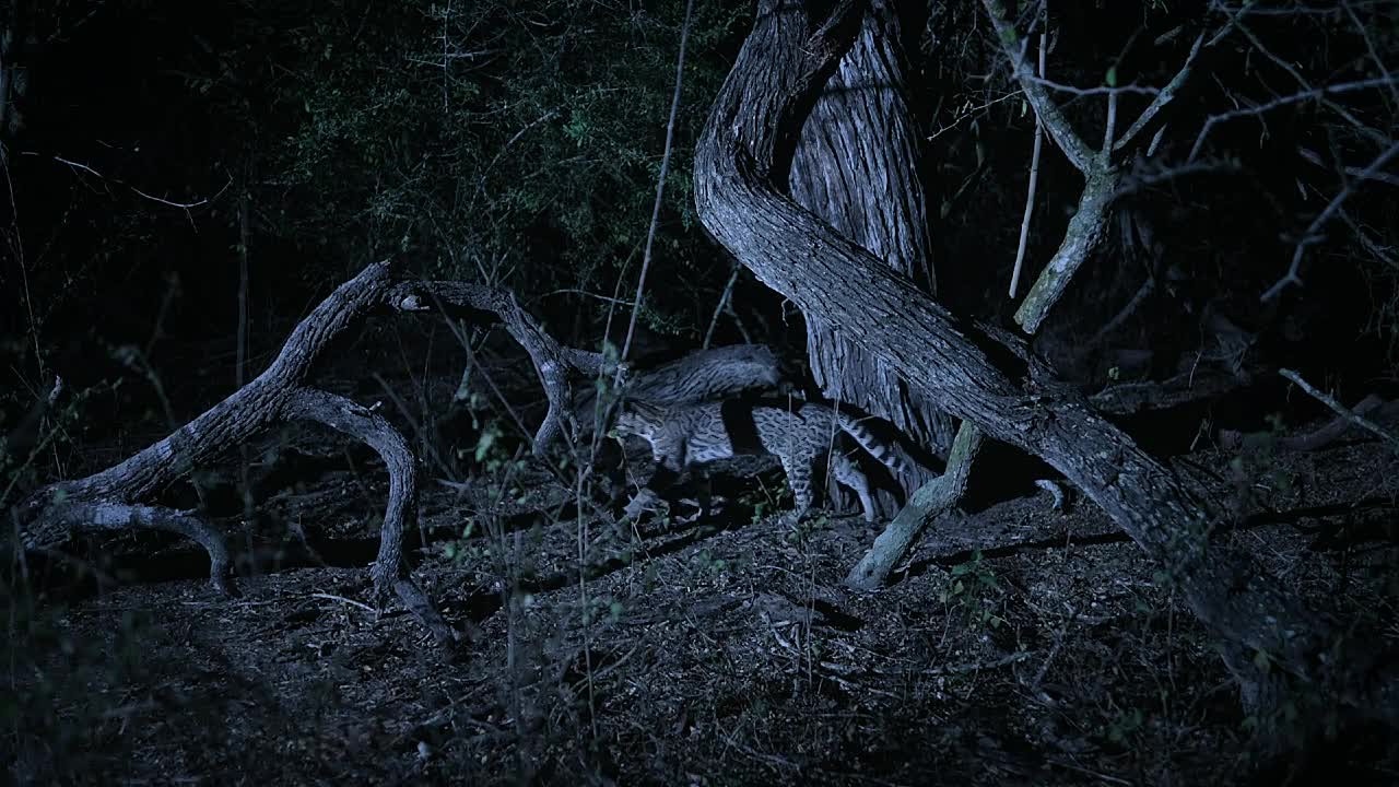 The Americas S01E06 -The Gulf Coast