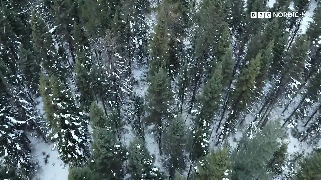 ⁣The Future of Nature S01E03 -Forests