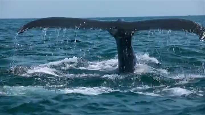 ⁣The Future of Nature S01E01 -Oceans