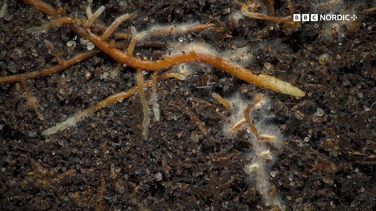 ⁣The Future of Nature S01E02 -Grasslands