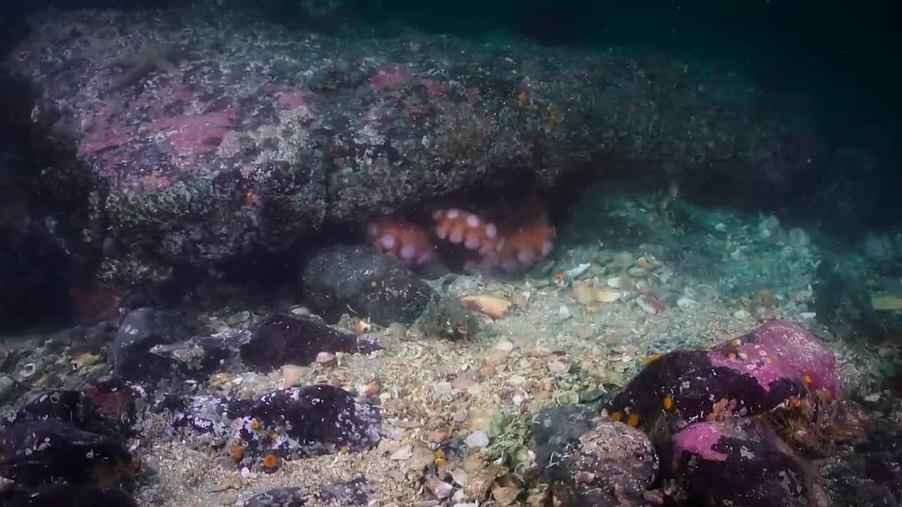 The Americas S01E09 -The West Coast